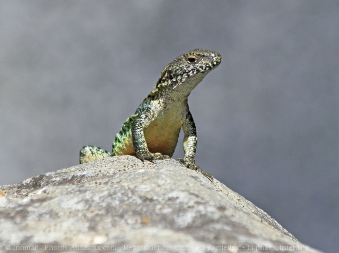 Photo de Lezard