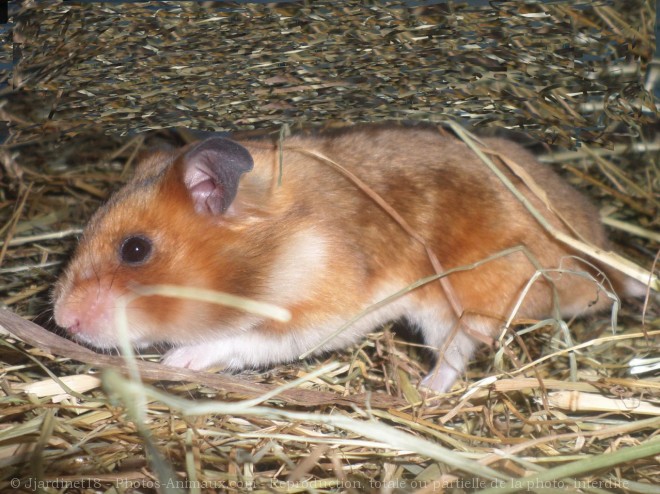 Photo de Hamster