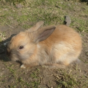 Photo de Lapin