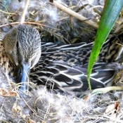 Photo de Canard colvert