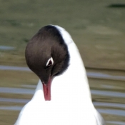 Photo de Mouette