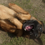 Photo de Berger belge malinois