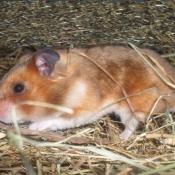 Photo de Hamster