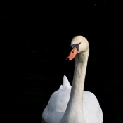 Photo de Cygne