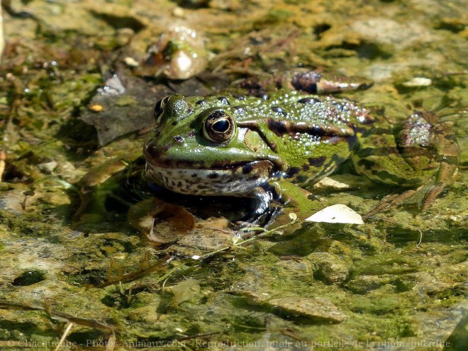 Photo de Grenouille verte commune