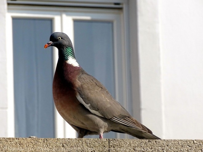 Photo de Pigeon - ramier