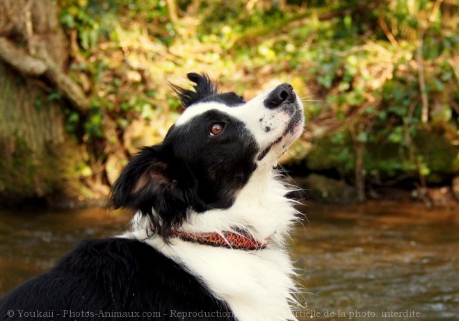 Photo de Border collie