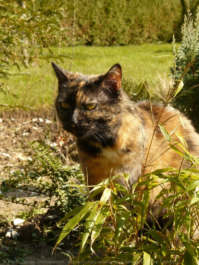 Photo de Chat domestique