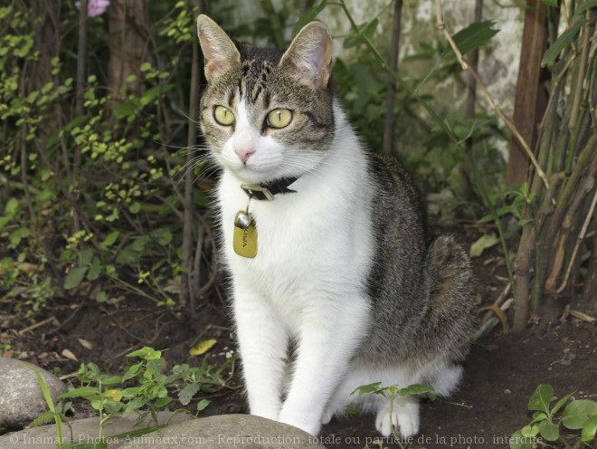 Photo de Chat domestique