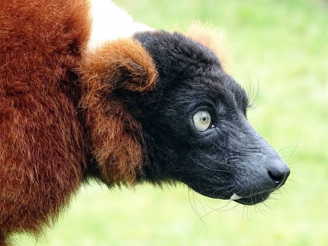 Photo de Lmurien - maki vari roux