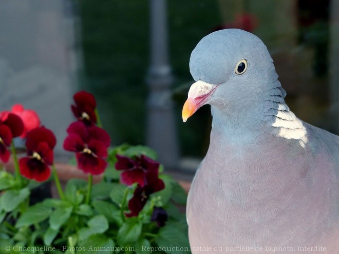 Photo de Pigeon - ramier