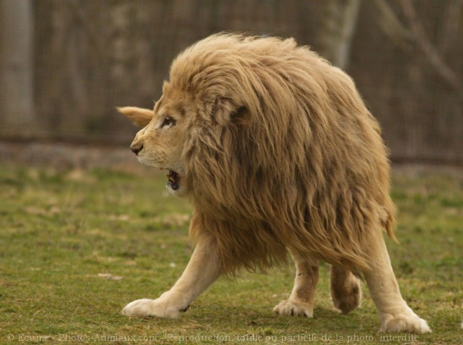 Photo de Lion