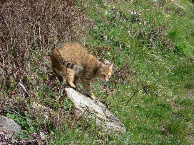 Photo de Chat domestique