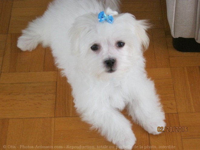 Photo de Bichon maltais