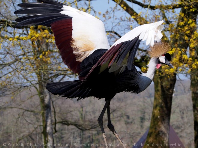 Photo de Grue couronne