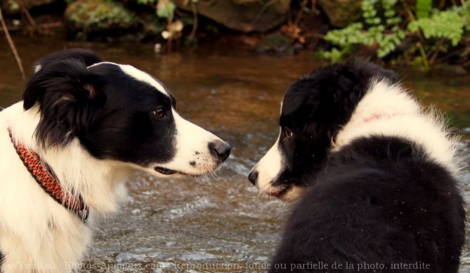 Photo de Border collie