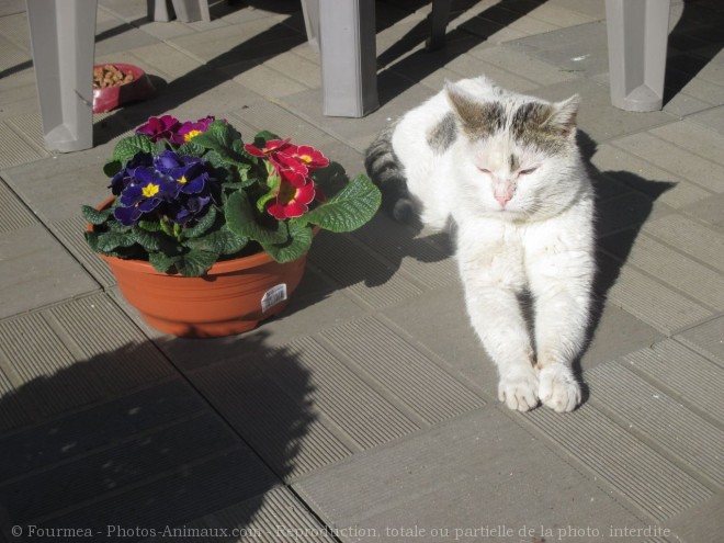 Photo de Chat domestique