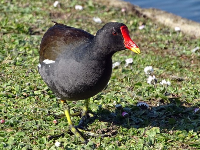 Photo de Poule d'eau