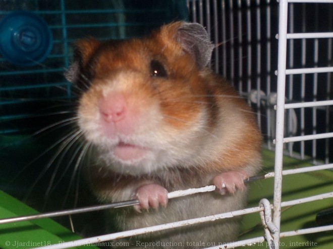 Photo de Hamster