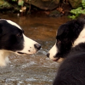 Photo de Border collie