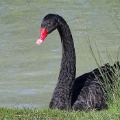 Photo de Cygne