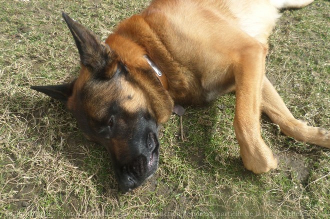 Photo de Berger belge malinois