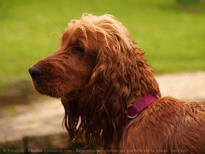 Photo de Cocker anglais