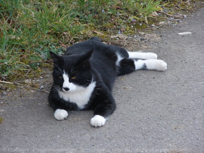 Photo de Chat domestique