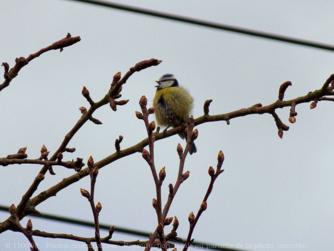 Photo de Msange bleue