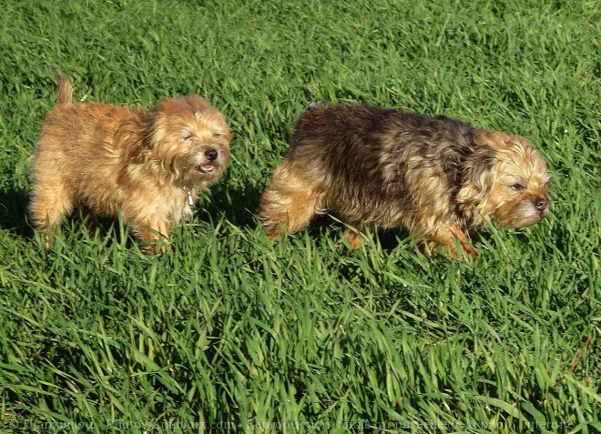 Photo de Border terrier