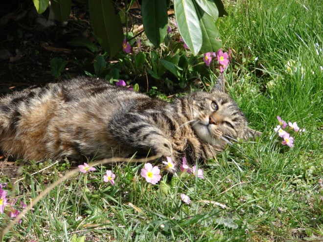 Photo de Chat domestique