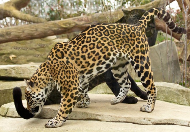 Photo de Jaguar