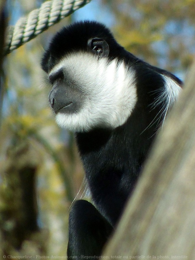 Photo de Singe - baboin