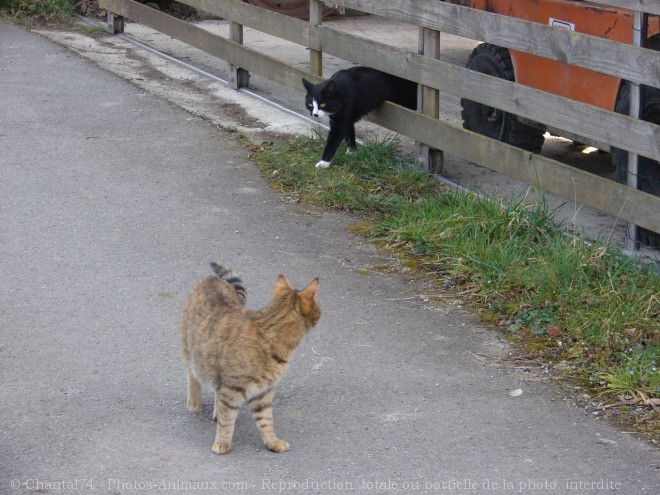 Photo de Chat domestique