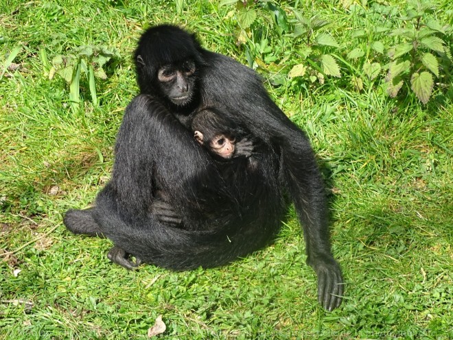 Photo de Singe - tle  tte noire