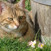 Photo de Chat domestique