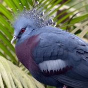 Photo de Pigeon - nouvelle-guine