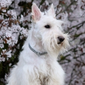 Photo de Scottish terrier