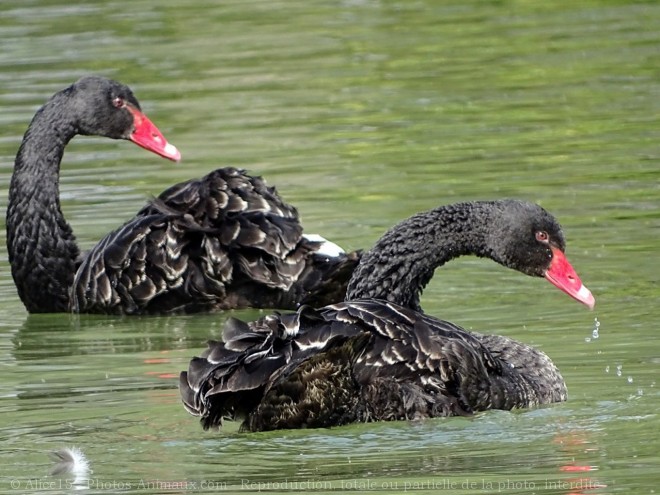 Photo de Cygne