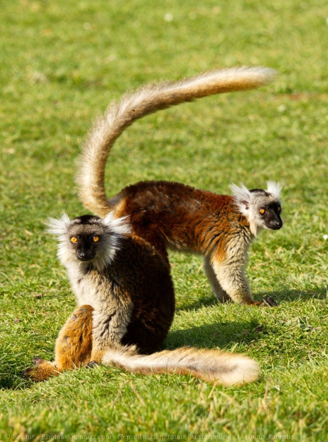 Photo de Lmurien - lmur macaco