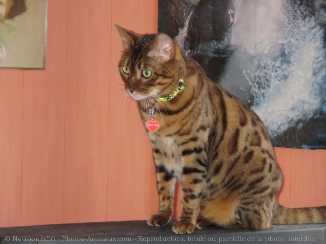 Photo de Bengal