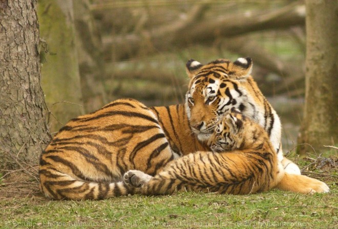 Photo de Tigre