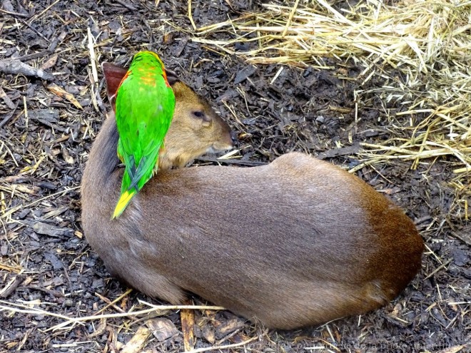 Photo de Muntjac