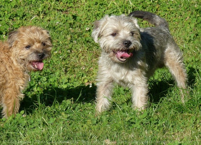 Photo de Border terrier