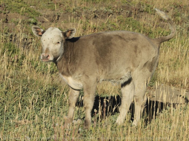 Photo de Veau