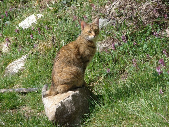 Photo de Chat domestique