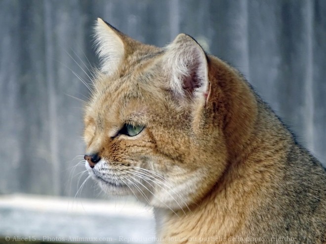 Photo de Chat des sables