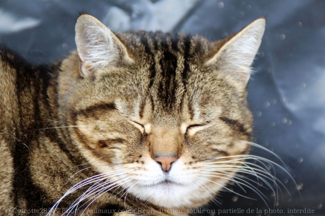 Photo de Chat domestique