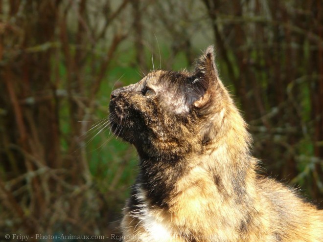 Photo de Chat domestique