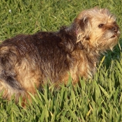 Photo de Border terrier